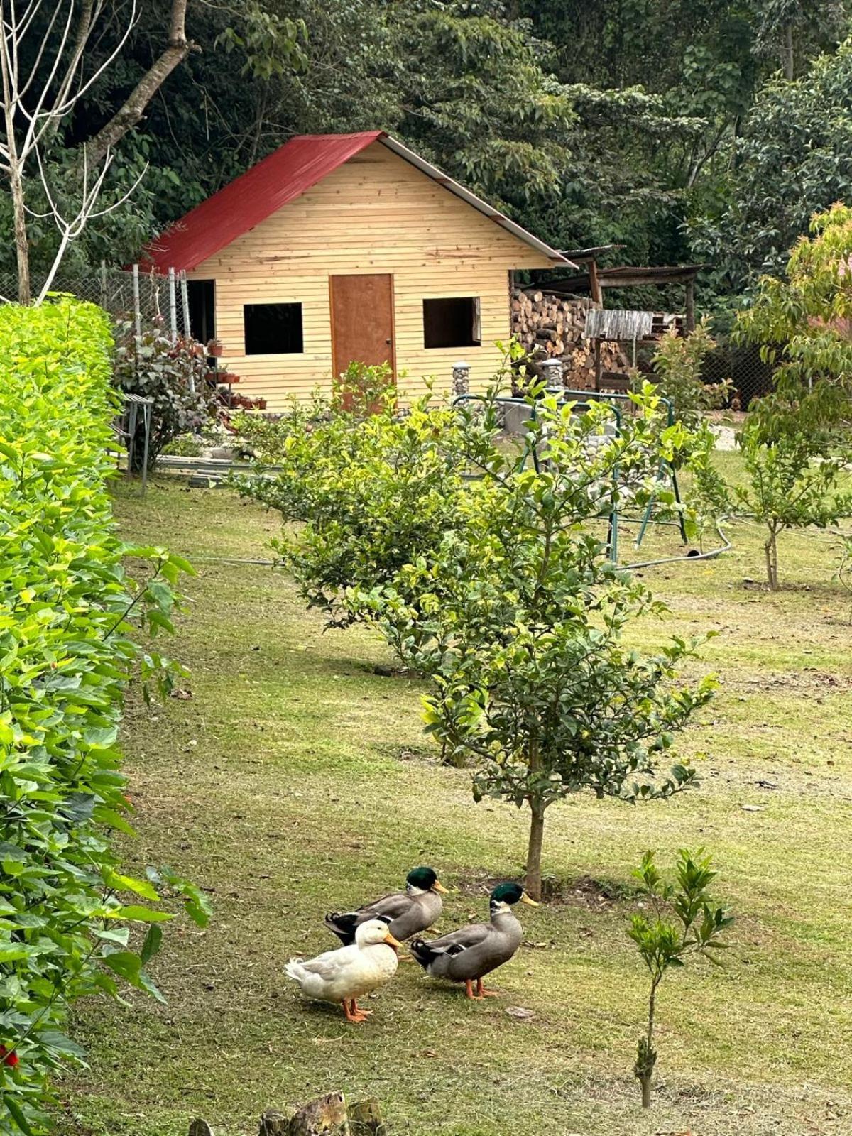 Hassinger Ranch Cabanas Oxapampa Exterior photo